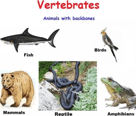 Essay good horse invertebrate vertebrate